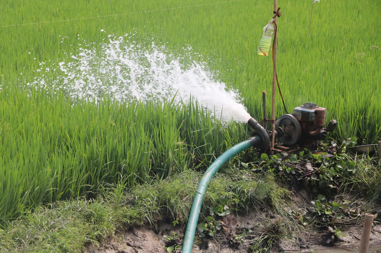 Pompa irriga una risaia verde con getto d'acqua