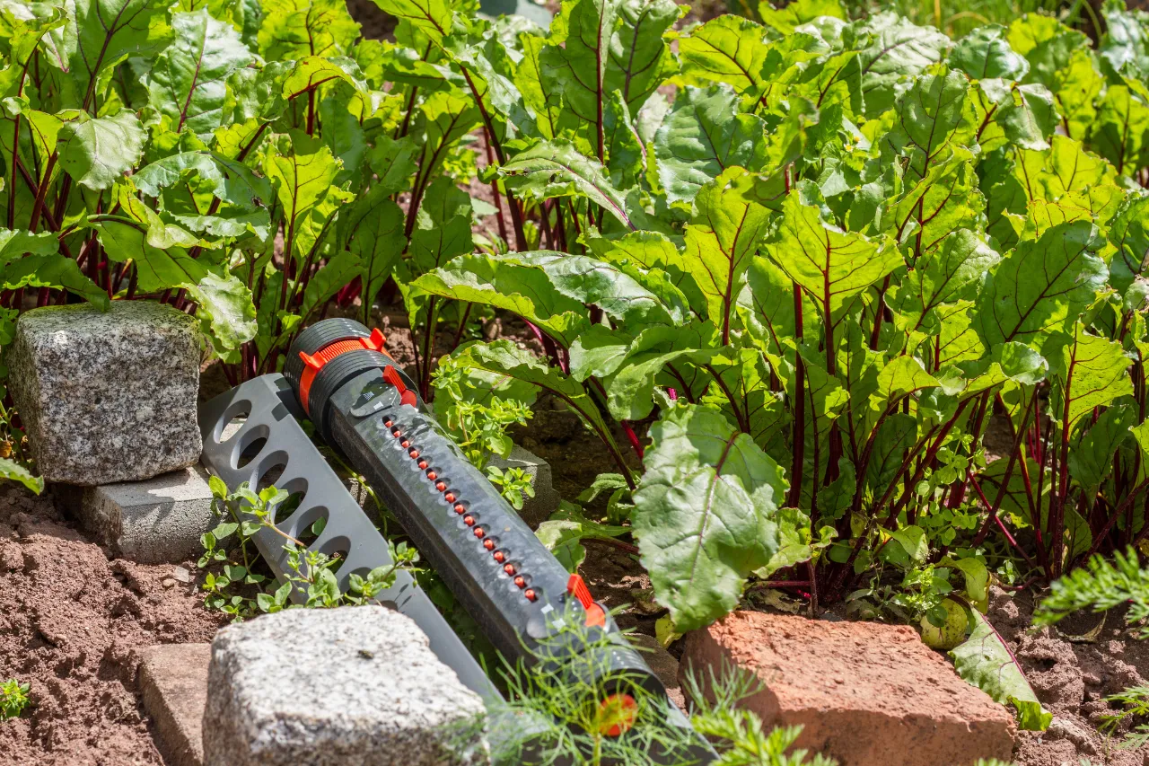 Irrigatore da giardino tra piante di barbabietola