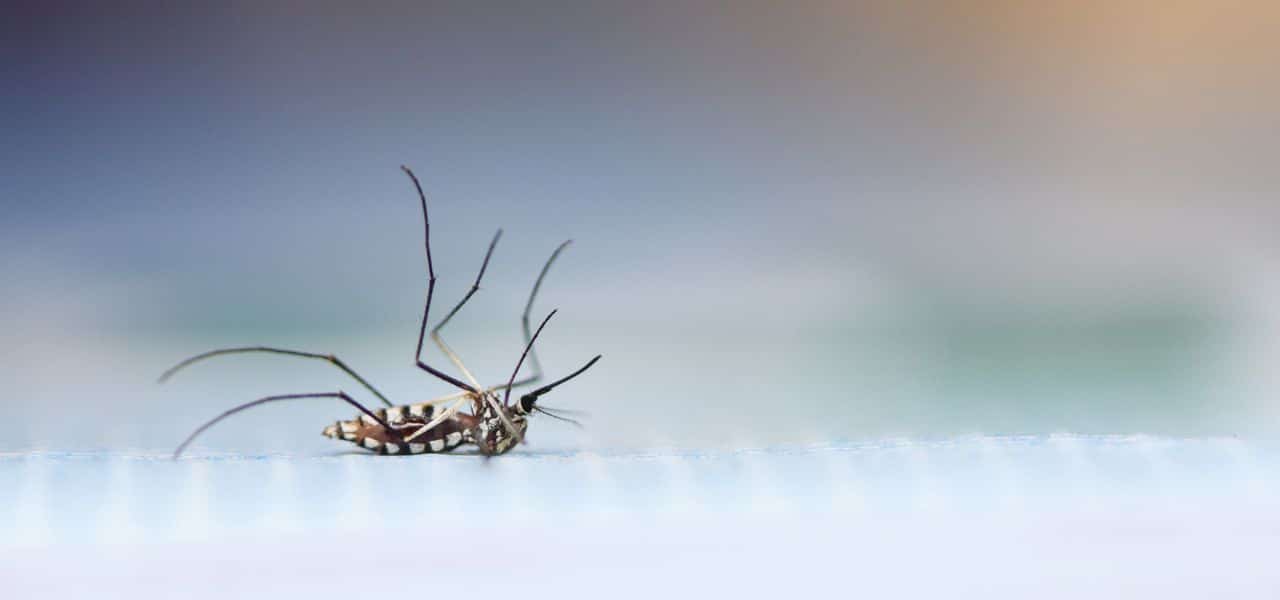 Impianti anti zanzare