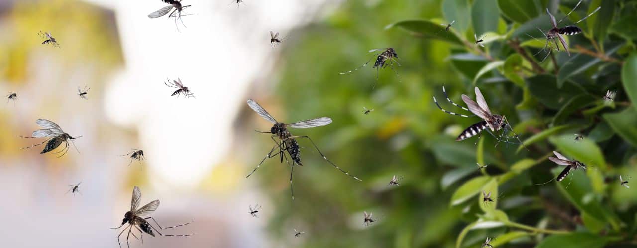 Come eliminare le zanzare dal giardino